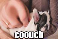 distorted image of a puppy being petted, labelled 'coouch'